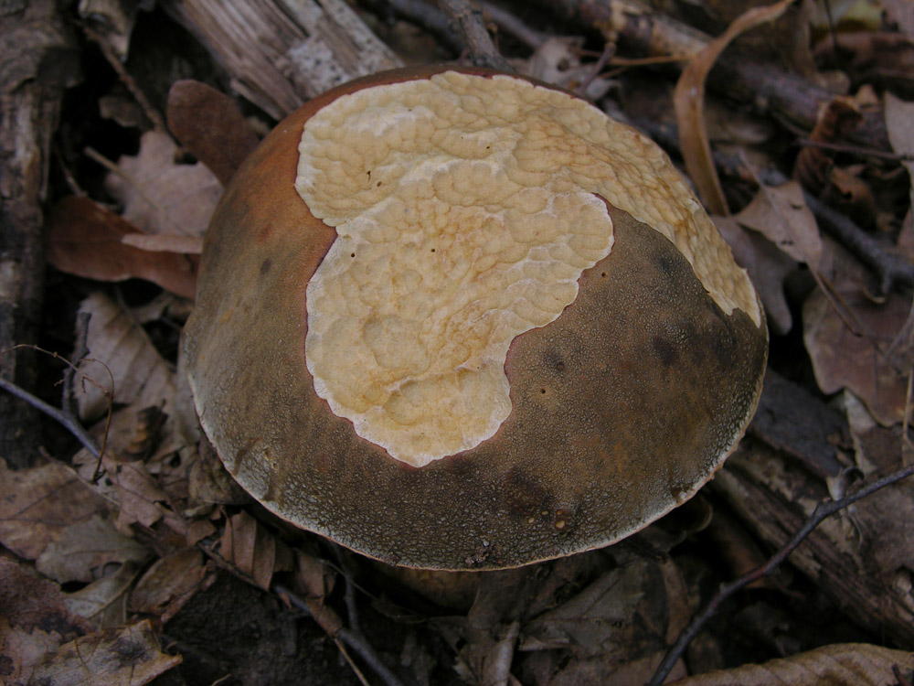 Boletus reticulatus?